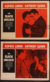 9p785 BLACK ORCHID 3 LCs '59 sexy Sophia Loren, Anthony Quinn, directed by Martin Ritt!