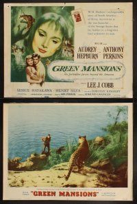 9p186 GREEN MANSIONS 8 LCs '59 Audrey Hepburn, Anthony Perkins, Lee J. Cobb, directed by Mel Ferrer
