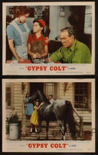 9p724 GYPSY COLT 4 LCs '54 Ward Bond, pretty Frances Dee, young Donna Corcoran & wild stallion!