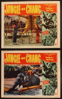 9p251 JUNGLE OF CHANG 8 LCs '51 Man och Kvinna, filmed midst the perils of wildest Siam, tigers!
