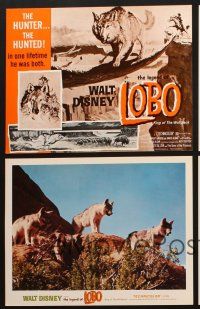 9p690 LEGEND OF LOBO 5 LCs R72 Walt Disney, King of the Wolfpack, cool wildlife images!