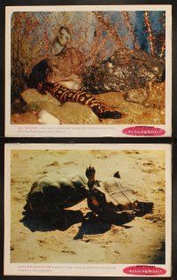 9p280 LIVING DESERT 8 LCs '53 first feature-length Disney True-Life adventure, snakes & tortoises!