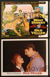 9p697 OLD YELLER 5 LCs R74 Dorothy McGuire, Fess Parker, Walt Disney's most classic canine!