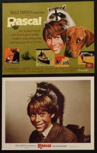 9p022 RASCAL 9 LCs '69 Walt Disney, great images of Bill Mumy with raccoon & dog!