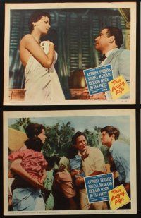 9p644 THIS ANGRY AGE 6 LCs '58 Anthony Perkins & Silvana Mangano, directed by Rene Clement!