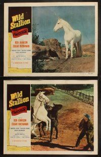 9p544 WILD STALLION 8 LCs '52 Ben Johnson, Edgar Buchanan, and Hayden Roarke, great horse images!