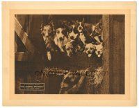 9y440 ETERNAL TRIANGLE LC '19 wonderful image of ten cute dogs at barn door, a 4-pawed scandal!