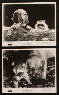 1b640 HOUND THAT THOUGHT HE WAS A RACCOON 8 8x10 stills '60 Disney, cute images of the animals!