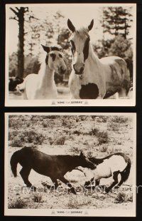 1x967 KING OF THE SIERRAS 2 8x10 stills '38 Rex, king of the wild horses & Sheik, new wonder horse!