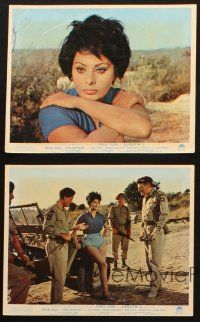 1x391 JUDITH 5 color English FOH LCs '66 many image of sexiest Sophia Loren & Peter Finch w/ guns!