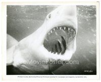 3k448 JAWS 8x10.25 still '75 best close up of Steven Spielberg's classic man-eating shark!