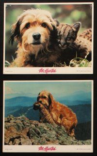 4c019 BENJI THE HUNTED 8 8x10 mini LCs '87 great close ups of Disney Border Terrier & cougar cubs!