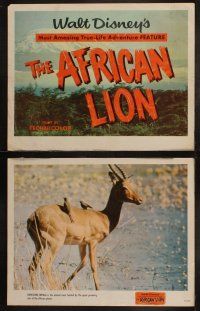 5c050 AFRICAN LION 8 LCs '55 Walt Disney's most amazing True-Life adventure feature, animal images!