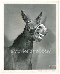 6c343 FRANCIS THE TALKING MULE 8.25x10 still '49 the hilarious mule making his movie debut!