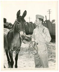 6c342 FRANCIS THE TALKING MULE 8.25x10 still '49 Donald O'Connor is lost without his pal!