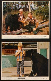 6j014 GENTLE GIANT 12 color 8x10 stills '67 Dennis Weaver with big grizzly bear, Disney!