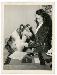 6t709 LASSIE COME HOME 7x9.25 news photo '43 11 year-old Elizabeth Taylor shakes hands $10 Collie!