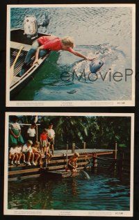 7h272 FLIPPER 3 color 8x10 stills '63 great images of Luke Halpin & cool dolphin!