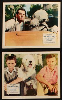 7h204 SHAGGY DOG 8 color English FOH LCs '59 Disney, MacMurray, funniest sheep dog story ever told