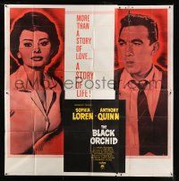 7y019 BLACK ORCHID 6sh '59 Anthony Quinn, Sophia Loren, a story of love directed by Martin Ritt!