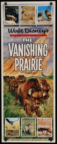 8b827 VANISHING PRAIRIE insert '54 Walt Disney True-Life Adventure, art of stampeding buffalo!