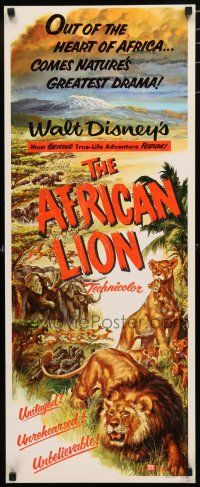 8s445 AFRICAN LION insert '55 Walt Disney jungle safari documentary, cool animal artwork!