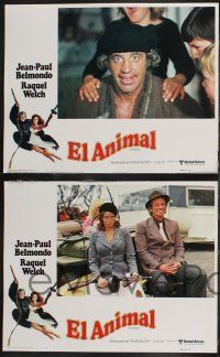 8y066 ANIMAL 8 Spanish/U.S. LCs '77 Jean-Paul Belmondo, Raquel Welch, Dany Saval