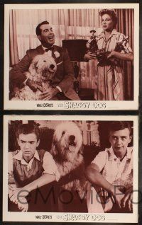 8y882 SHAGGY DOG 4 LCs R67 Disney, Fred MacMurray in the funniest sheep dog story ever told!