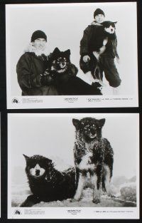 9p669 ANTARCTICA 6 8x10 stills '83 images of awesome Japanese sled dogs and really calm penguins!