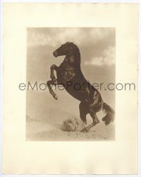 1b212 REX THE WONDER HORSE deluxe 11.25x14 still '20s full-length portrait rearing on sand dunes!