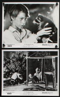 1e776 RASCAL 7 8x10 stills '69 Walt Disney, great images of Bill Mumy with raccoon & dog!