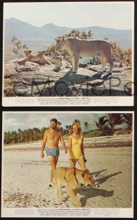 2k042 BORN FREE 9 color 8x10 stills '66 Virginia McKenna & Bill Travers with Elsa the lioness!