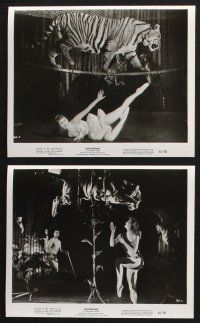 2k194 HIPPODROME 25 8x10 stills '61 Geliebte Bestie, cool circus images, Bengal tiger action!