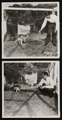 3f457 ERROL FLYNN 2 8x8.25 news photos '41 great images of the star in case with wallaby!