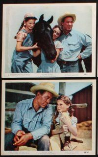 3f550 GYPSY COLT 10 color 8x10 stills '54 Ward Bond, Frances Dee, Donna Corcoran