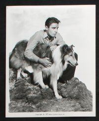 3f227 SON OF LASSIE 7 8x10 stills R71 Peter Lawford, Donald Crisp, great heroic dog images!