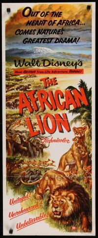 3w438 AFRICAN LION insert '55 Walt Disney jungle safari documentary, cool animal artwork!