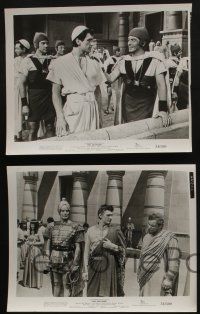 4e768 EGYPTIAN 4 8x10 stills '54 Michael Curtiz, Victor Mature, Ustinov, Wilding, Purdom!