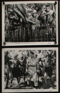 4e345 JUNGLE MAN-EATERS 12 8x10 stills '54 Johnny Weissmuller fighting cannibals, w/ Karin Booth!