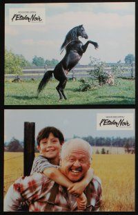 4g265 BLACK STALLION 12 French LCs '79 Kelly Reno, Mickey Rooney, great horse images!