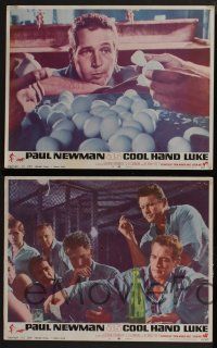 4k572 COOL HAND LUKE 6 LCs '67 Paul Newman prison escape classic, wonderful scenes!
