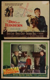 4k180 DOG OF FLANDERS 8 LCs '59 Donald Crisp, David Ladd & his huge beloved dog Patrasche!