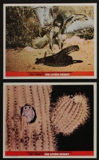 4x005 LIVING DESERT 8 color English FOH LCs '53 1st feature-length Disney True-Life, snakes & more