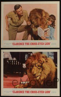 5g121 CLARENCE THE CROSS-EYED LION 8 LCs '65 Africa safari, wacky images with big cat!