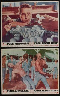 5g820 COOL HAND LUKE 3 LCs '67 Paul Newman prison escape classic, wonderful scenes!