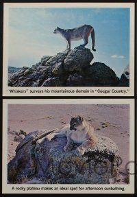 5g737 COUGAR COUNTRY 4 LCs '72 Ernest Wilkinson documentary, cool wild cat images, moose, elk!