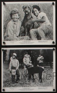 5s676 BISCUIT EATER 5 8x10 stills '72 George Spell, Johnny Whitaker & Walt Disney dogs!
