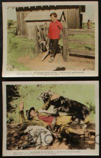 5s172 RETURN OF RIN TIN TIN 4 color 8x10 stills '47 Robert Bobby Blake with the German Shepherd!