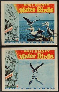 5w912 WATER BIRDS 3 LCs '52 Walt Disney True Life Adventure, Pelicans & other avians!