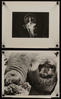 6h882 SEA AROUND US 4 8x10 stills '53 really cool images of undersea creatures & seals!